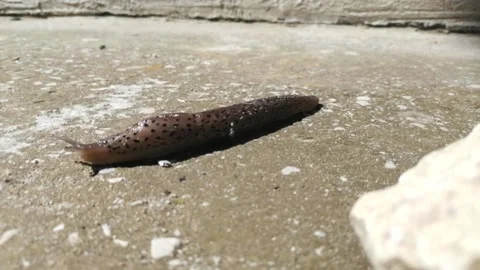 The slug is crawling Stock Footage 154189566