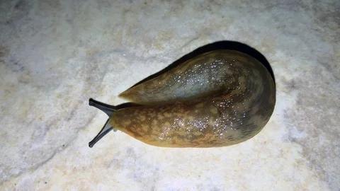 Slug crawling on the garden floor Stockbeeldmateriaal 117366653