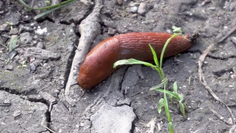 Slug crawling on the ground close-up Stock Footage 116488340