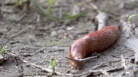 Slug crawling on the ground close-up Stock Footage 116488400