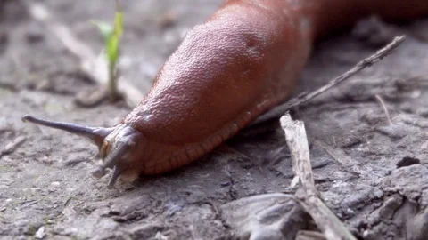 Slug crawling on the ground close-up Stock Footage 116488436