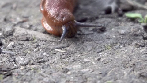 Slug crawling on the ground close-up Stock Footage 116488509