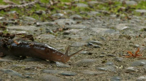 Slug crawling on the ground Stock Footage 125705