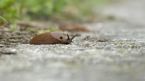 Slug Crawling from Left to Right Vídeos de archivo 334870996