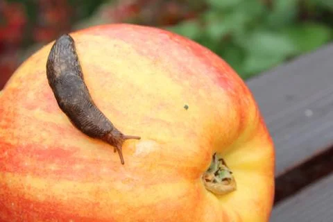 Slug Crawling Over a Red Apple Stock Photos