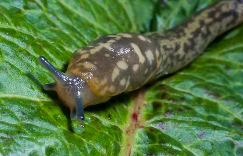 Slug crawling Stock Photos