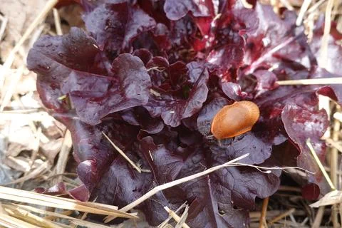 Slug crawling on red leaf lettuce in garden Stock Photos