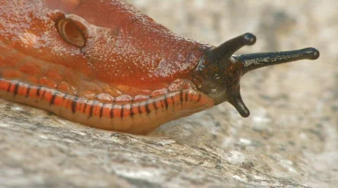 Slug crawling on rock Stock Footage 637233