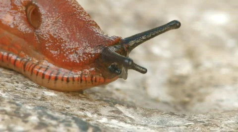 Slug crawling on rock Stock Footage 637284