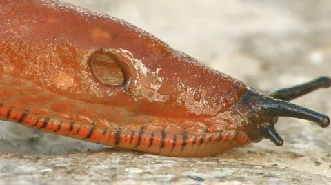 Slug crawling on rock Stock Footage 637331