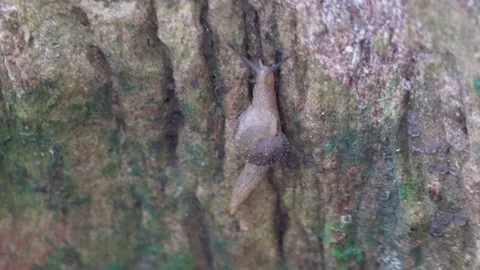Slug crawling on tree bark Stock Footage 319928055