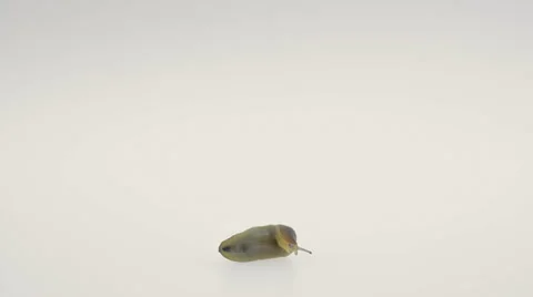 Slug is crawling in white background 動画素材 39170333