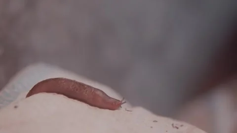 The slug crawls on the bag at night Stock Footage 246978034