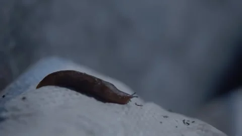 The slug crawls on the bag at night Stock Footage 246978038
