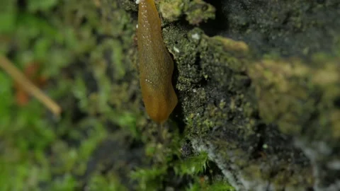 A slug crawls on the bark of a tree. Stock Footage 153110822