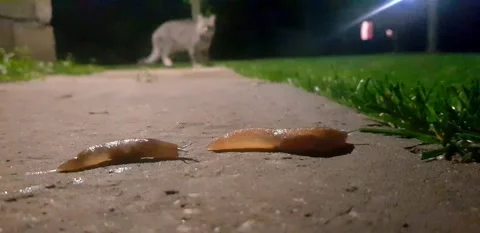Slug crawls in the evening Stock Footage 141322898