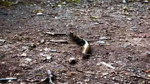 A slug crawls on the ground Stock Footage 156360987