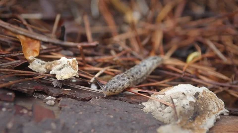 Slug Crawls on Log Video stock 87406895