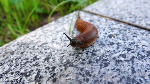 Slug crawls on a marble curb 動画素材 103976166