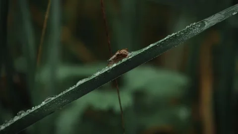 Slug crawls rolling down wet blade of grass covered in water bubble Vídeos de archivo 263697182