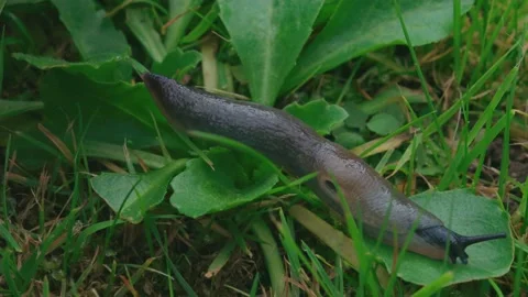 A slug crawls through the grass in spring. Stock Footage 212715602