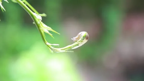 A slug crawls on a vine Video stock 136733092
