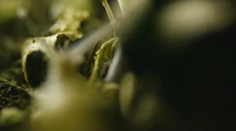 Slug in dirt B Stock Footage 50710724