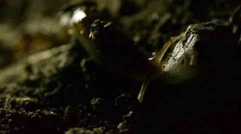 Slug in dirt C Stock Footage 50710597