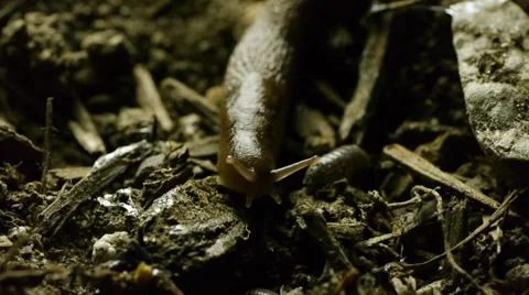 Slug in dirt D Stock Footage 50710480