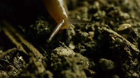 Slug in dirt E Stock Footage 50709899