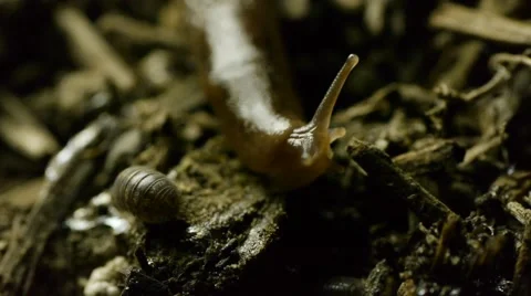 Slug in dirt F Stock Footage 50709837