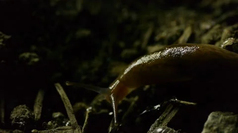 Slug in dirt A Stock Footage 50710741