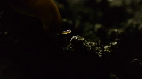 Slug in dirt G Stock Footage 50709682
