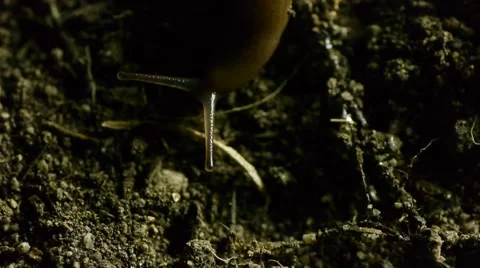 Slug in dirt H Stock Footage 50709563