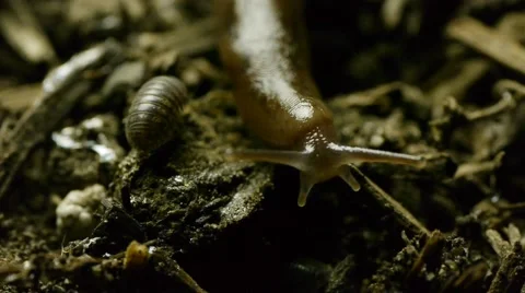 Slug in dirt I Stock Footage 50709250
