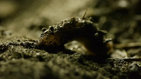 Slug in dirt J Stock Footage 50708115