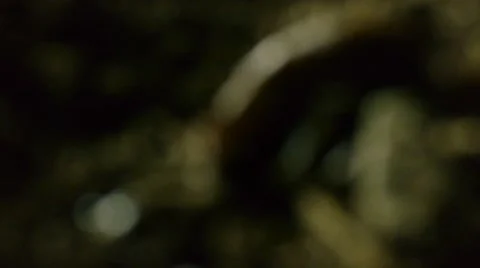 Slug in dirt K Stock Footage 50707436