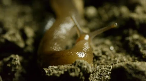 Slug in dirt L Stock Footage 50707327