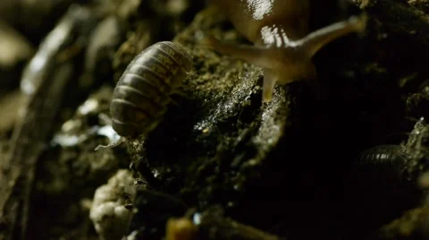 Slug in dirt M Stock Footage 50706540