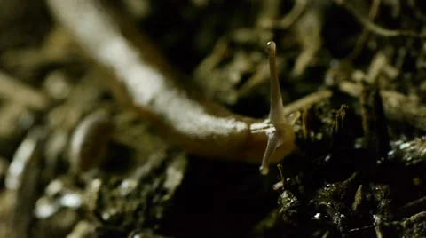 Slug in dirt N Stock Footage 50705972