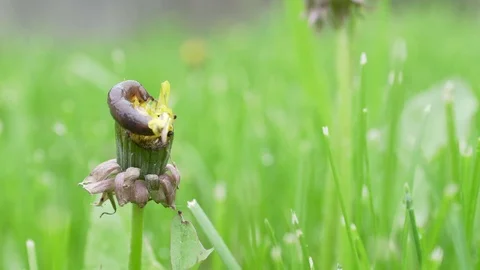 Slug eating dandelion in yard Stock Footage 75426816