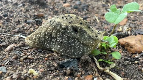 Slug Eating Leaves 스톡 동영상 248764840