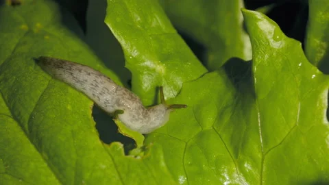 Slug eating a lettuce leaf in the garden at night Video stock 219722367