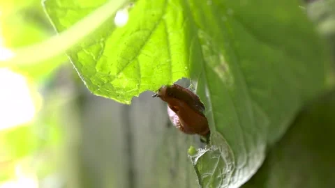 A slug eats a cucumber leaf, bottom view Video stock 249938601