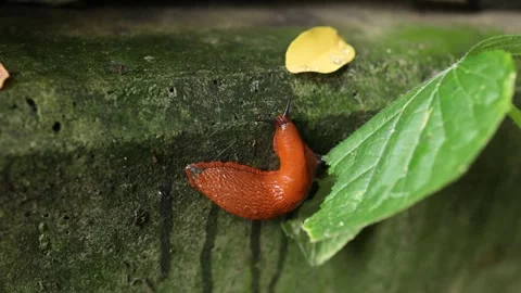 A slug eats a cucumber leaf, close-up Video stock 248419108