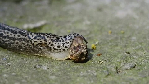 The slug eats the dried cherry fruit. Stock Footage 166804036