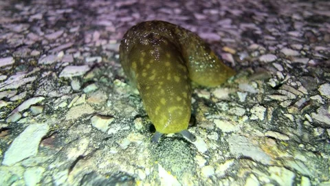 A slug eats at night Stock Footage 279386914