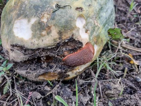 A slug eats from a pumpkin. Pest 库存照片