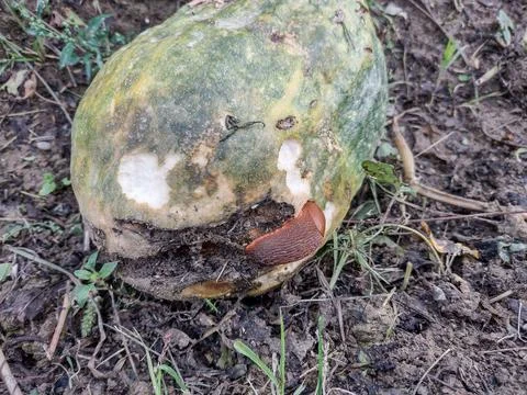 A slug eats from a pumpkin. Pest 库存照片