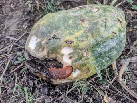 A slug eats from a pumpkin. Pest Stock Photos